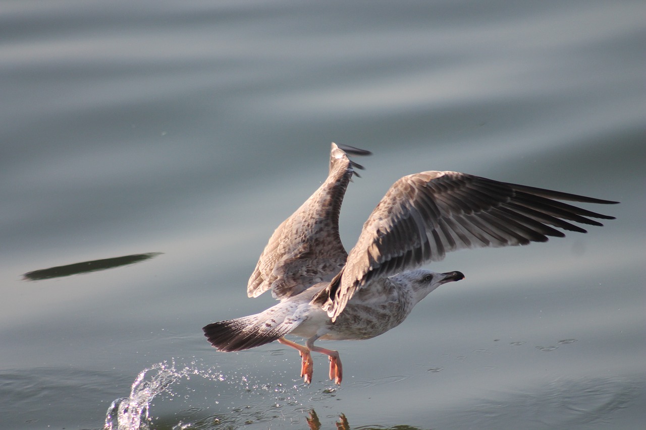 seagull bird nature free photo