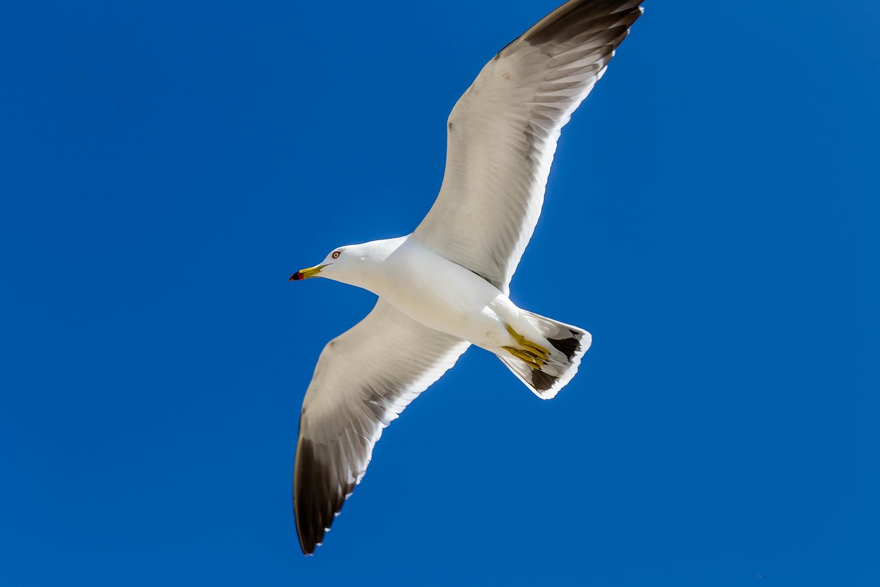 seagull  new  sea free photo