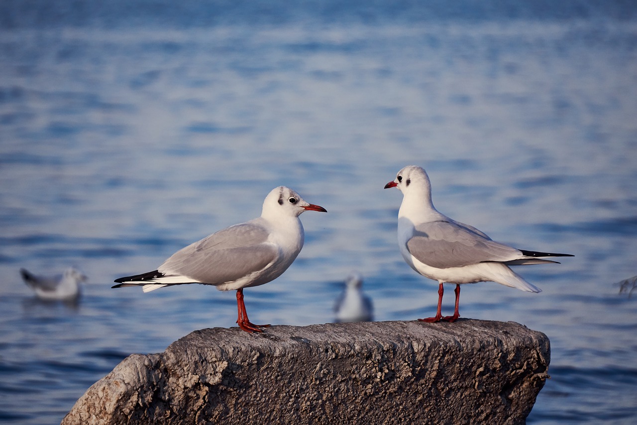 seagull  lake constance  lake free photo