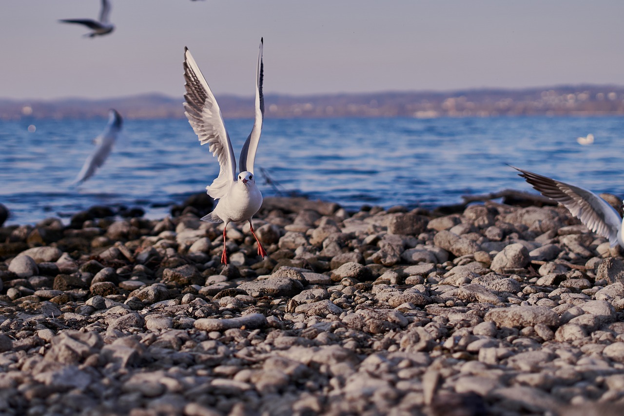 seagull  lake constance  lake free photo