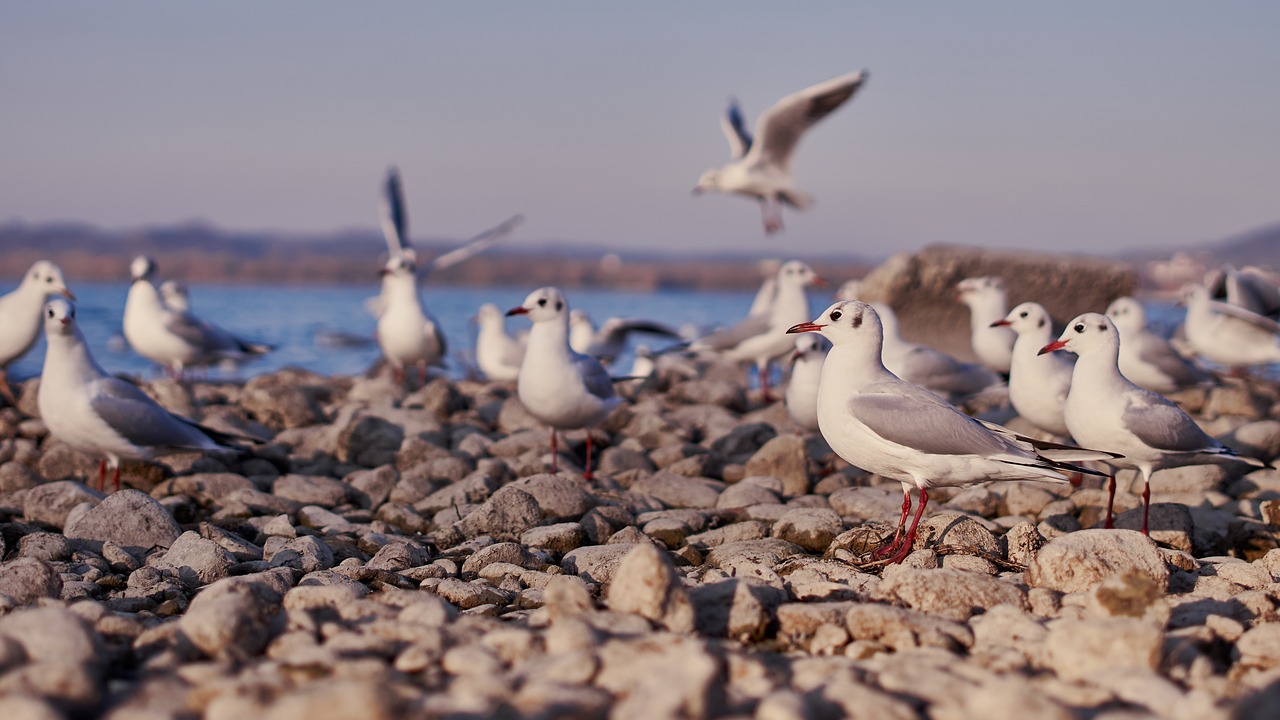 seagull  lake constance  lake free photo