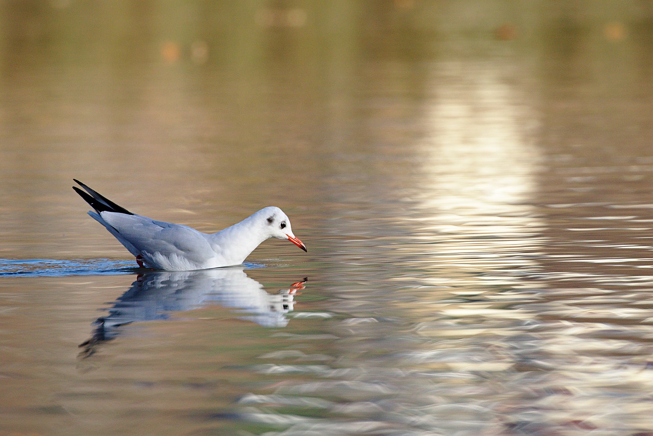 seagull  lake  water free photo