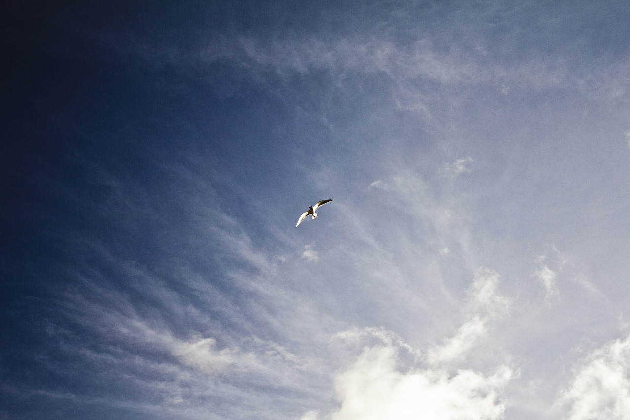 seagull  sky  baltic sea free photo