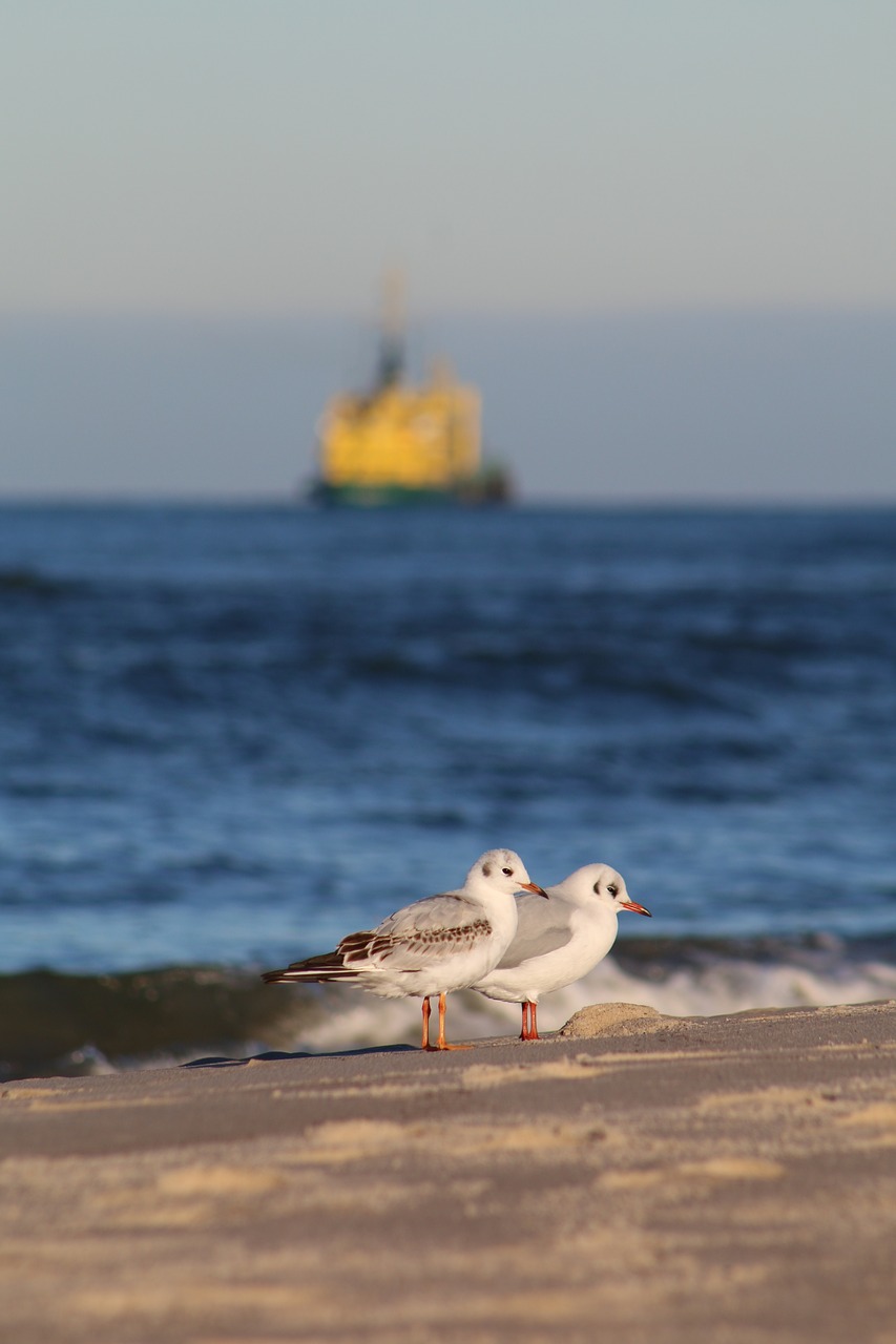 seagull  bird  sea free photo