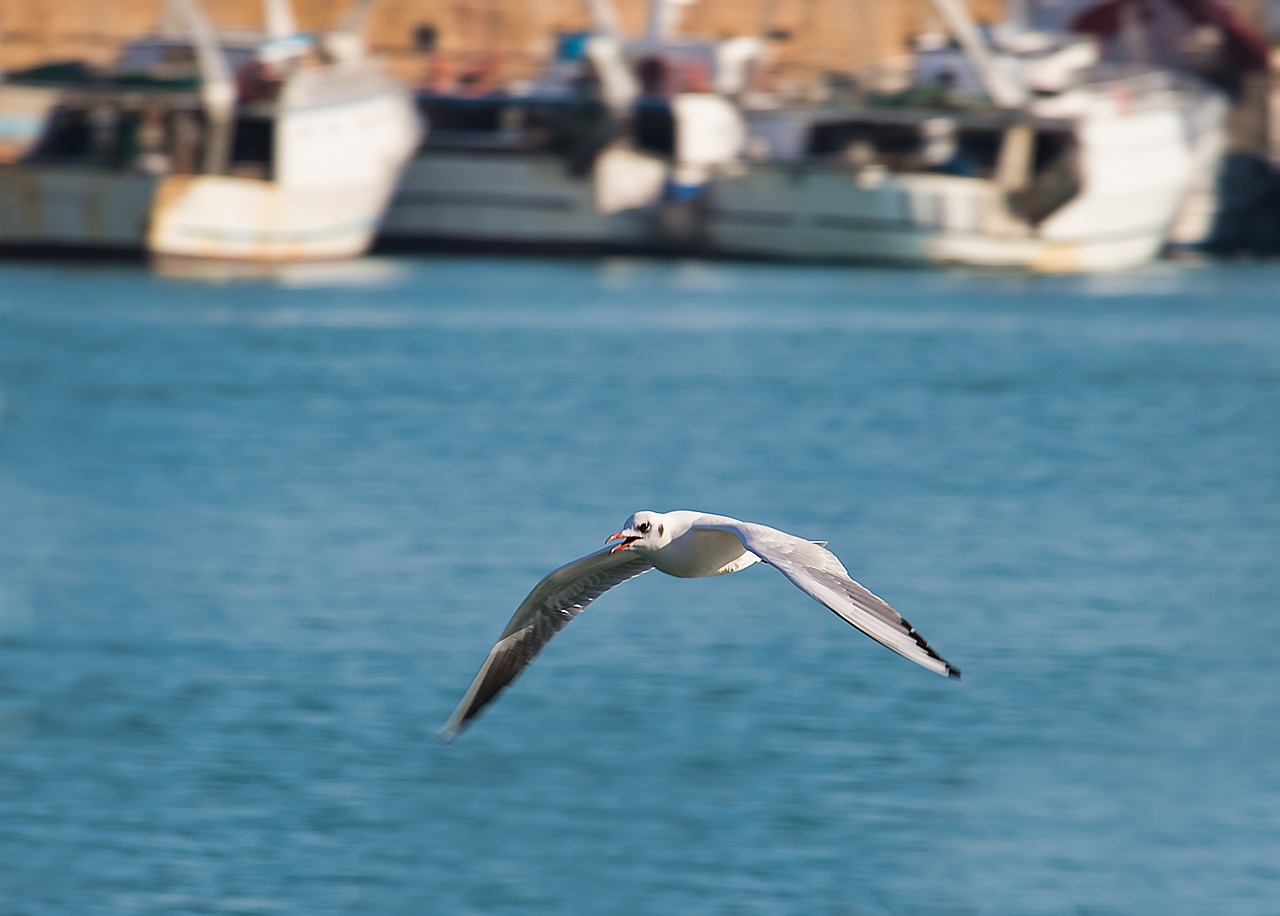 seagull  bird  animal free photo