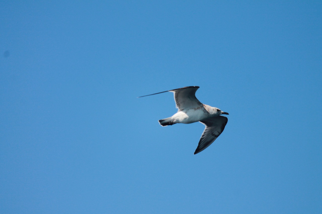 seagull bird air free photo