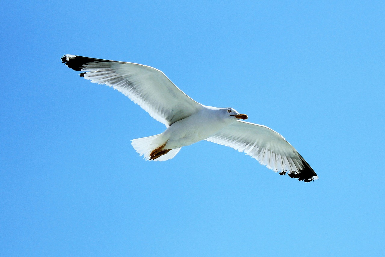 seagull sky fly free photo