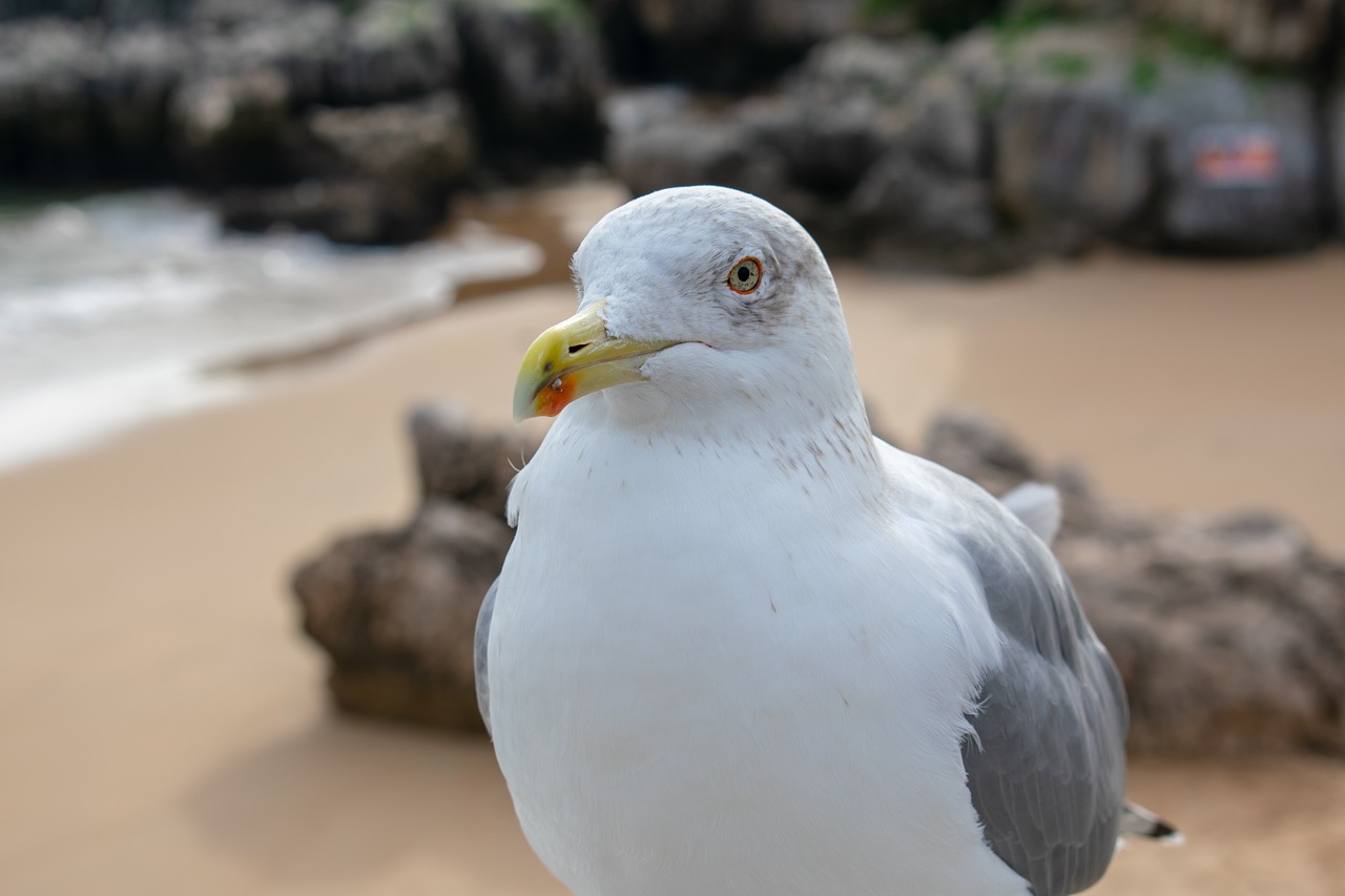 seagull  bird  beach free photo