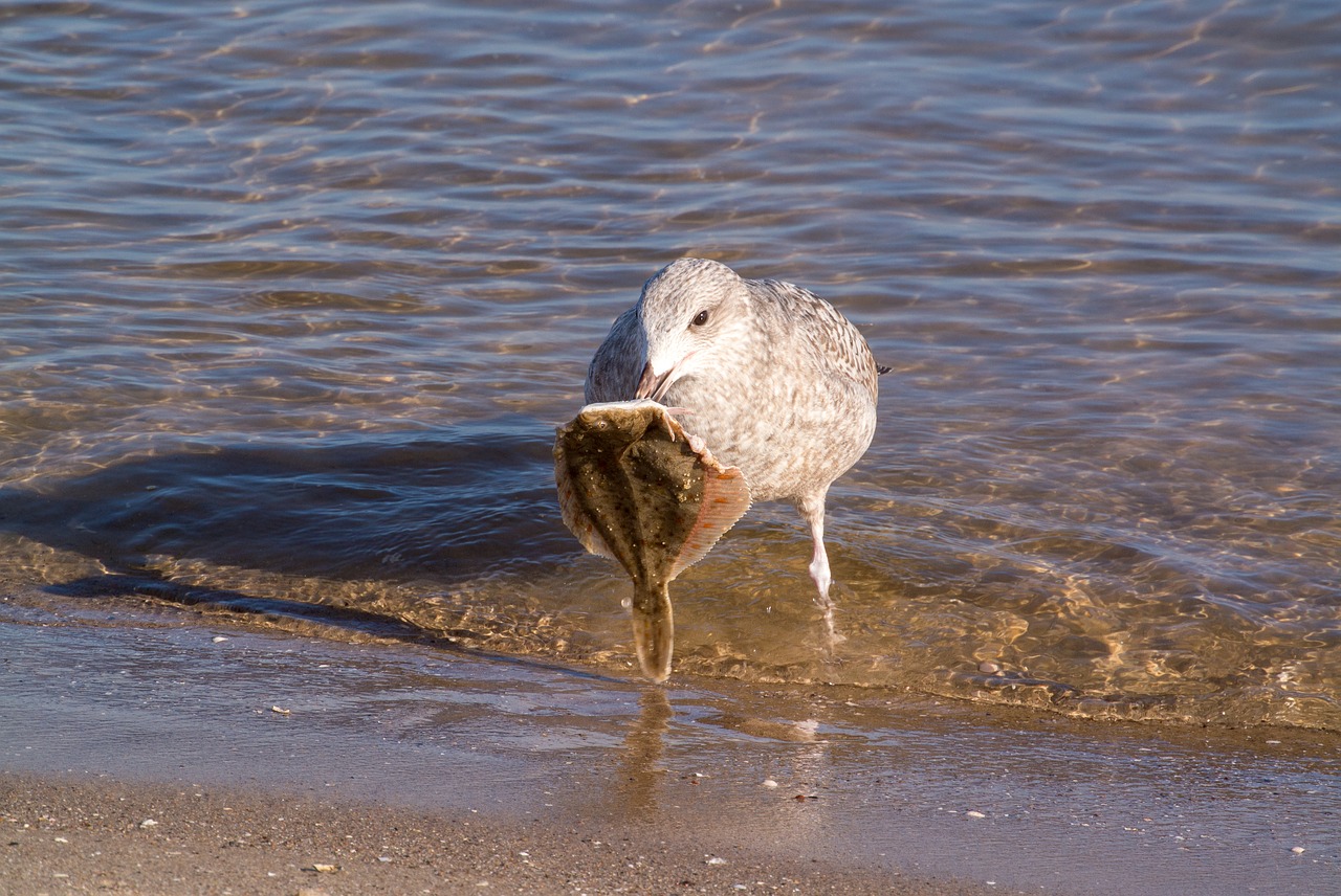 seagull  baltic sea  prey free photo