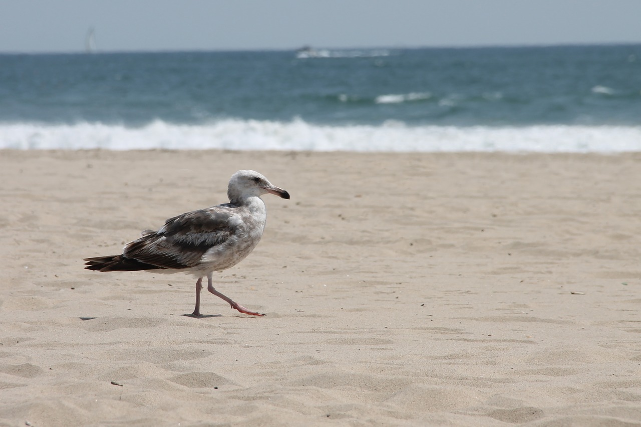 seagull  sea  ocean free photo