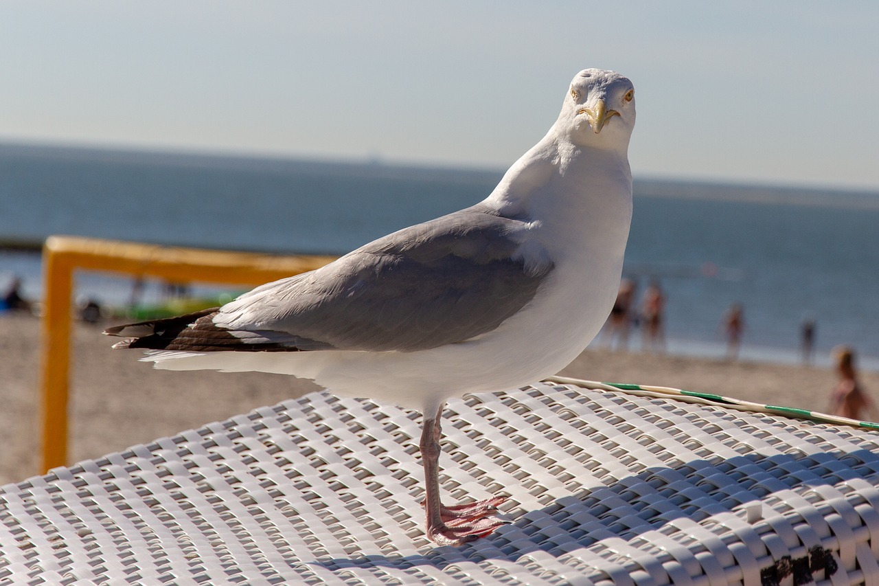 seagull  beach  beach chair free photo