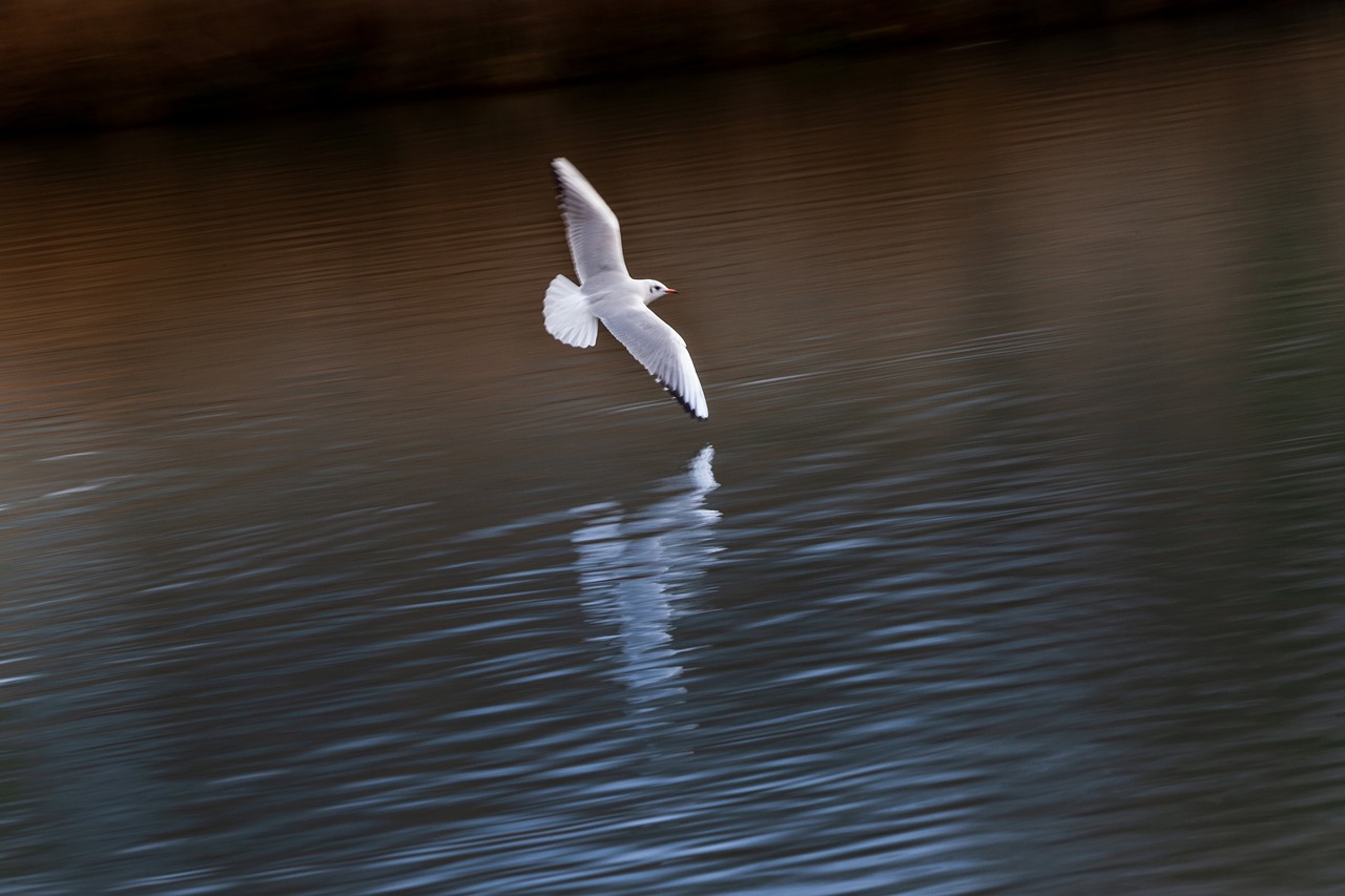 seagull  flying  bird free photo