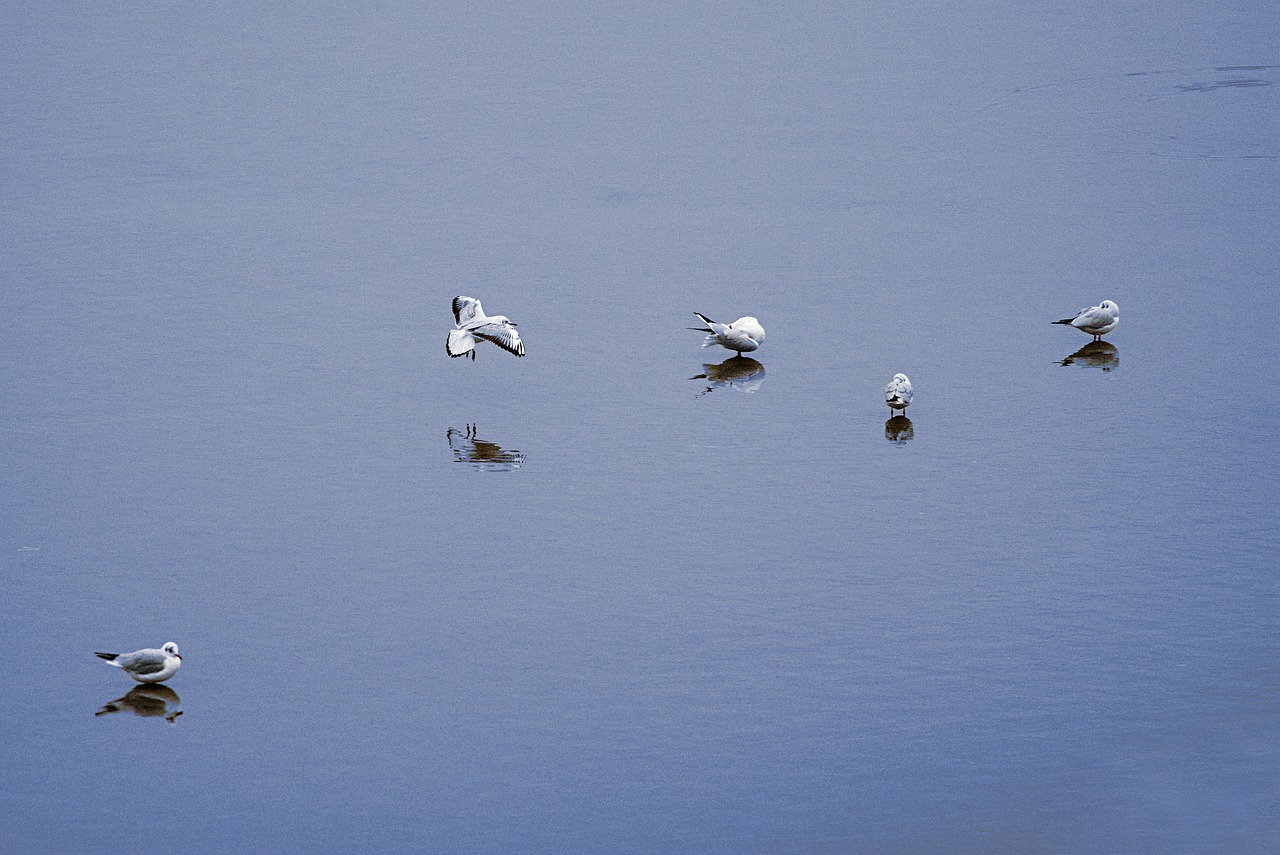 seagull  lake  bird free photo