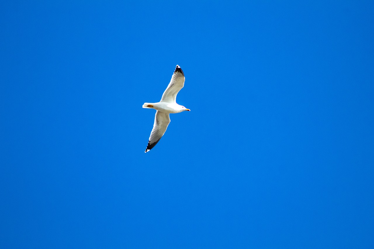 seagull  blue  ganesh free photo