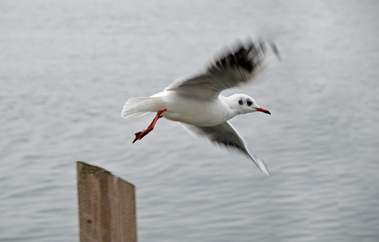 seagull  flight  dynamics free photo