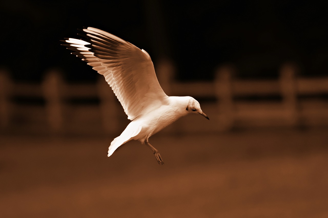 seagull  bird  animal free photo