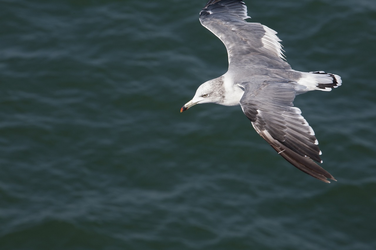 seagull  new  animal free photo