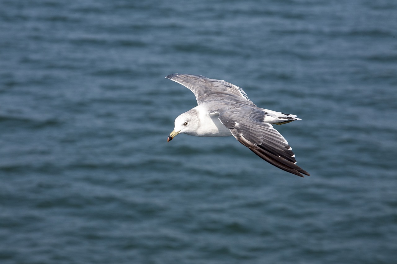 seagull  new  animal free photo