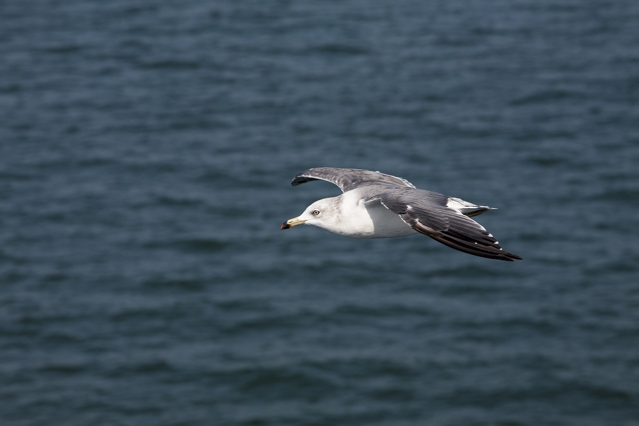 seagull  new  animal free photo