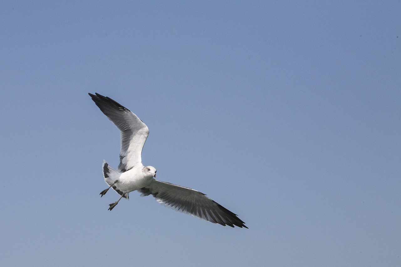 seagull  new  animal free photo