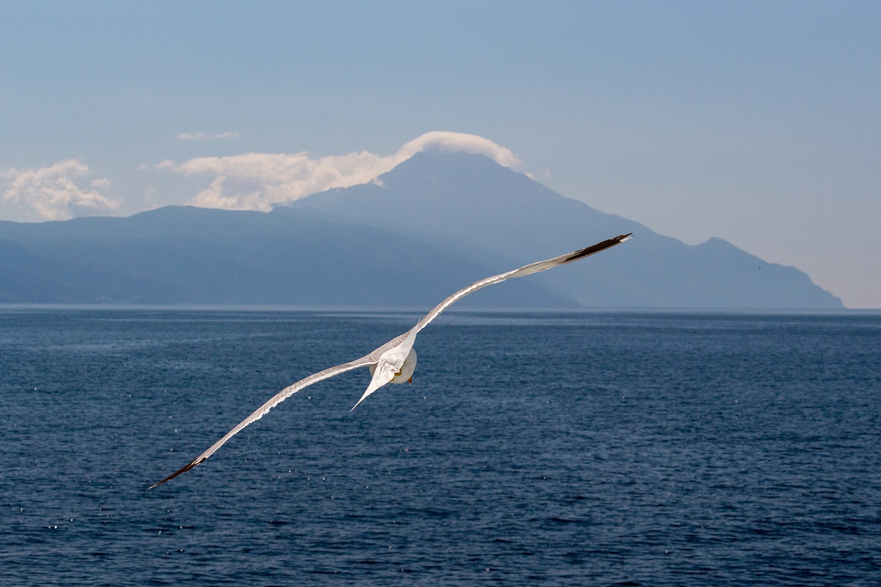 seagull  flying  in flight free photo