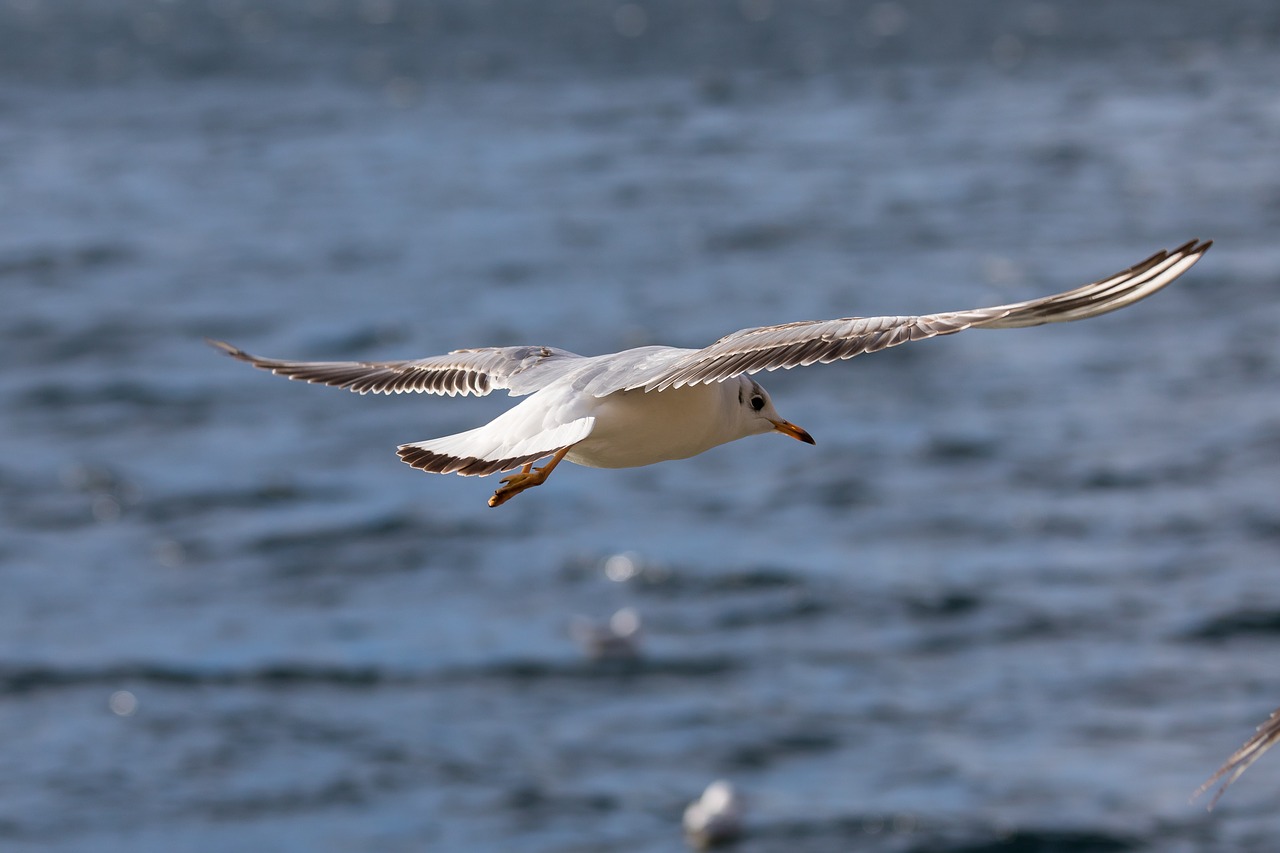 seagull  black headed gull  bird free photo