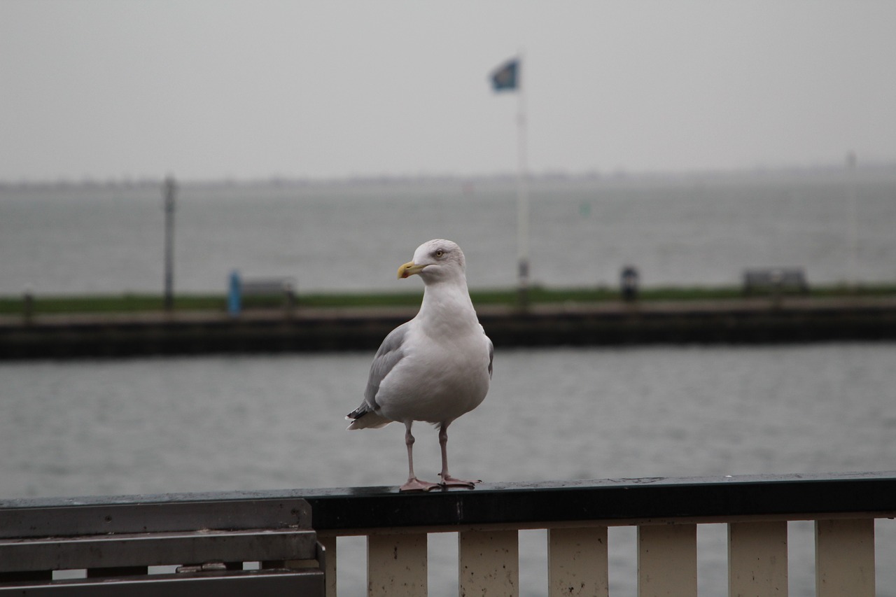 seagull  bird  flight free photo