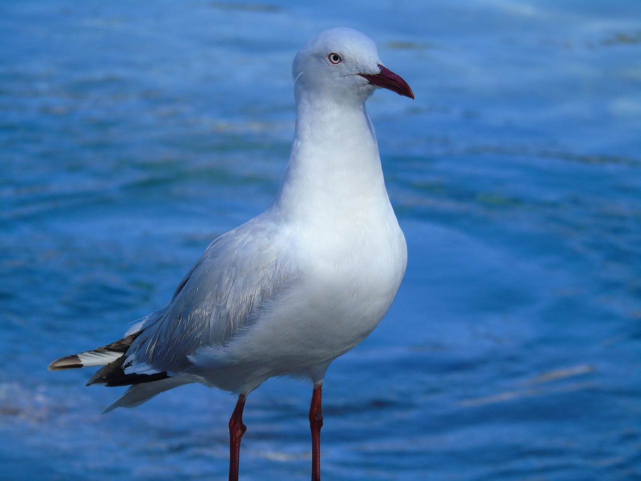 seagull bird water free photo