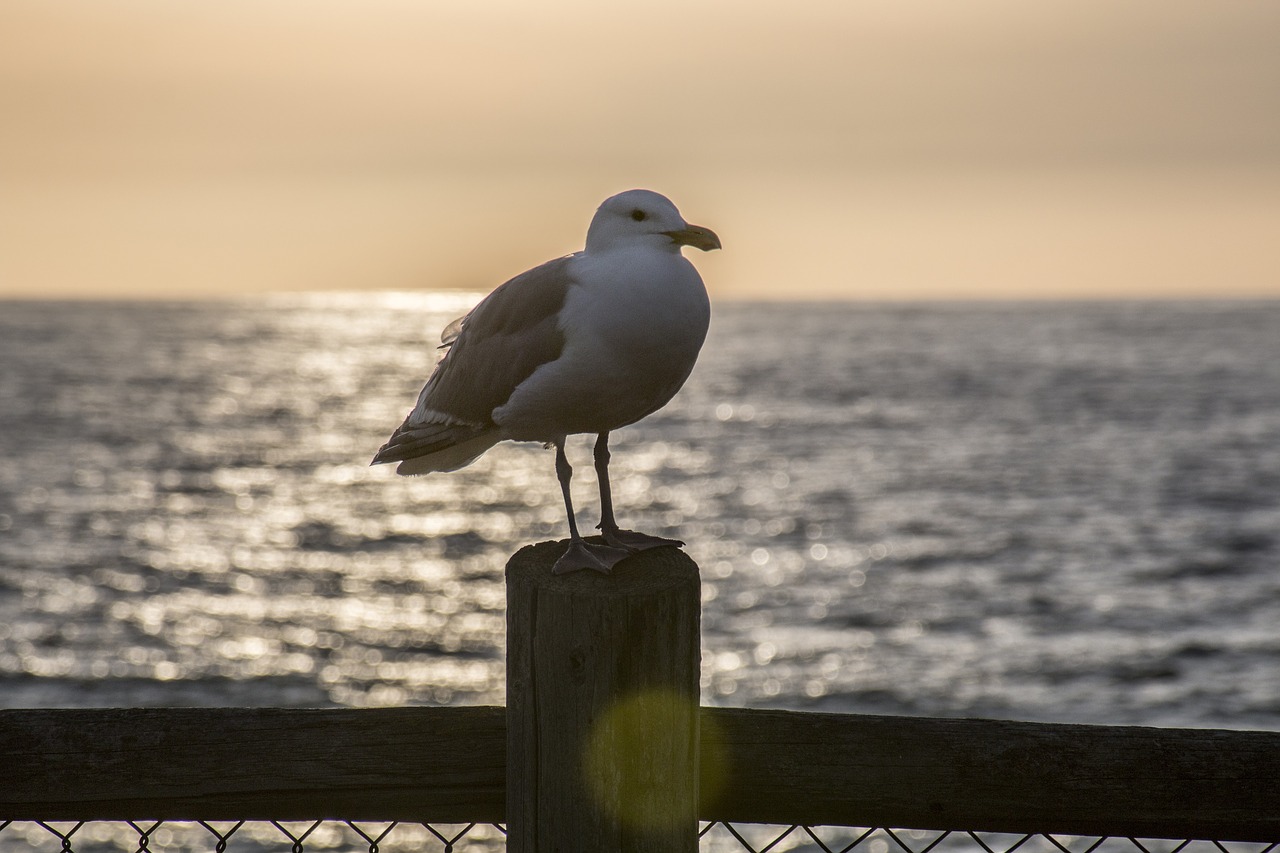 seagull  perched  sunset free photo