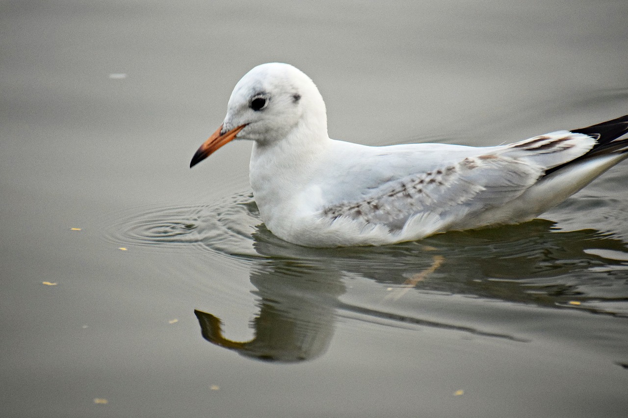 seagull  bird  sea free photo