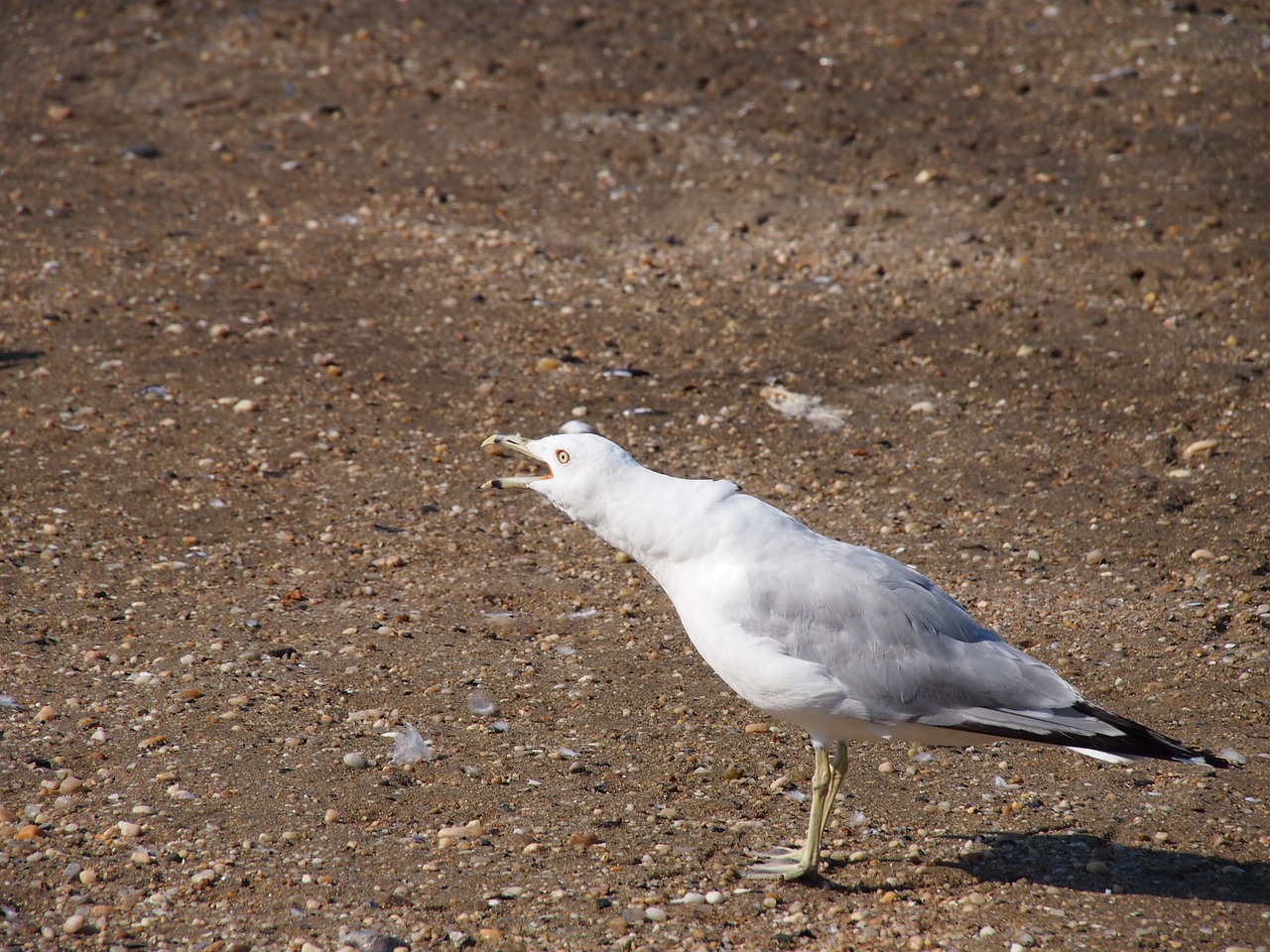 seagull gull bird free photo