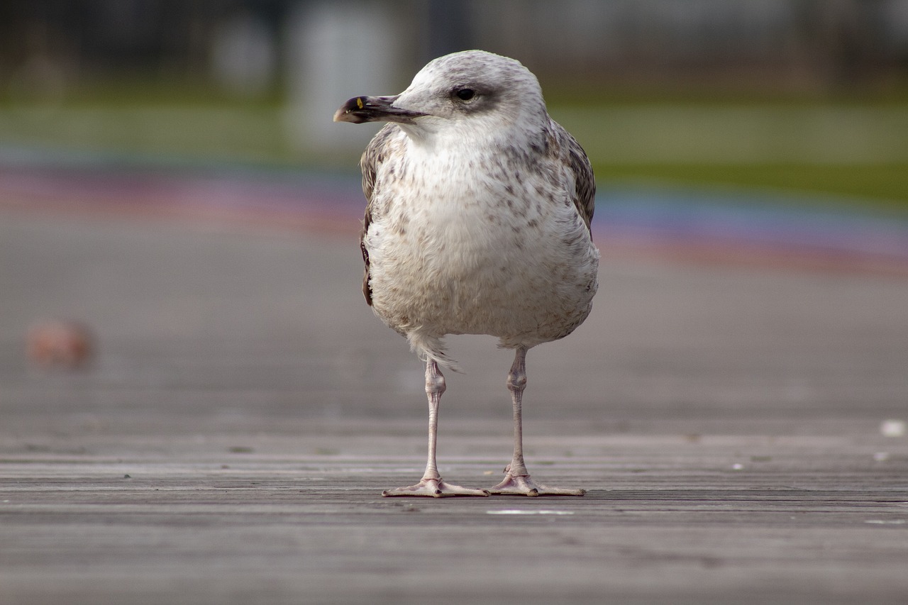 seagull  portrait  animal free photo