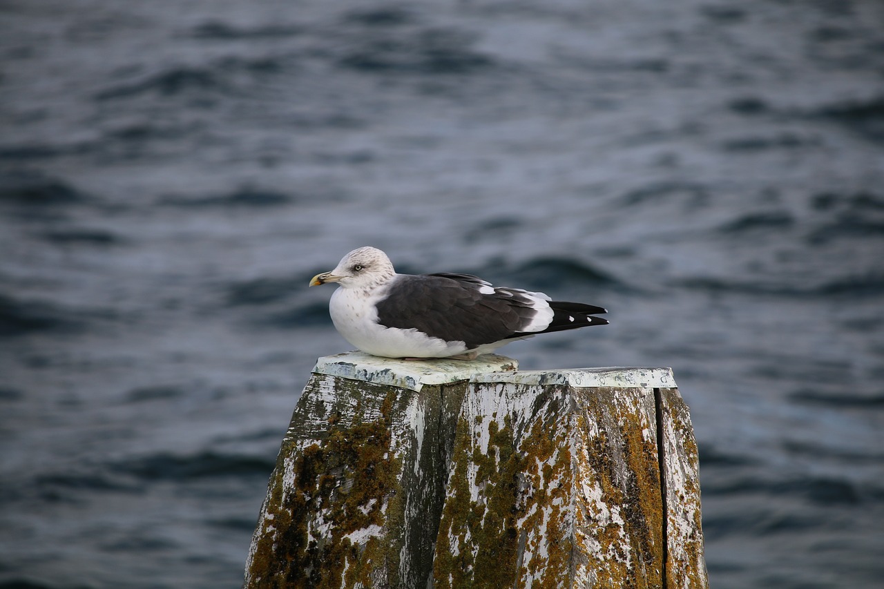 seagull  sea  baltic sea free photo