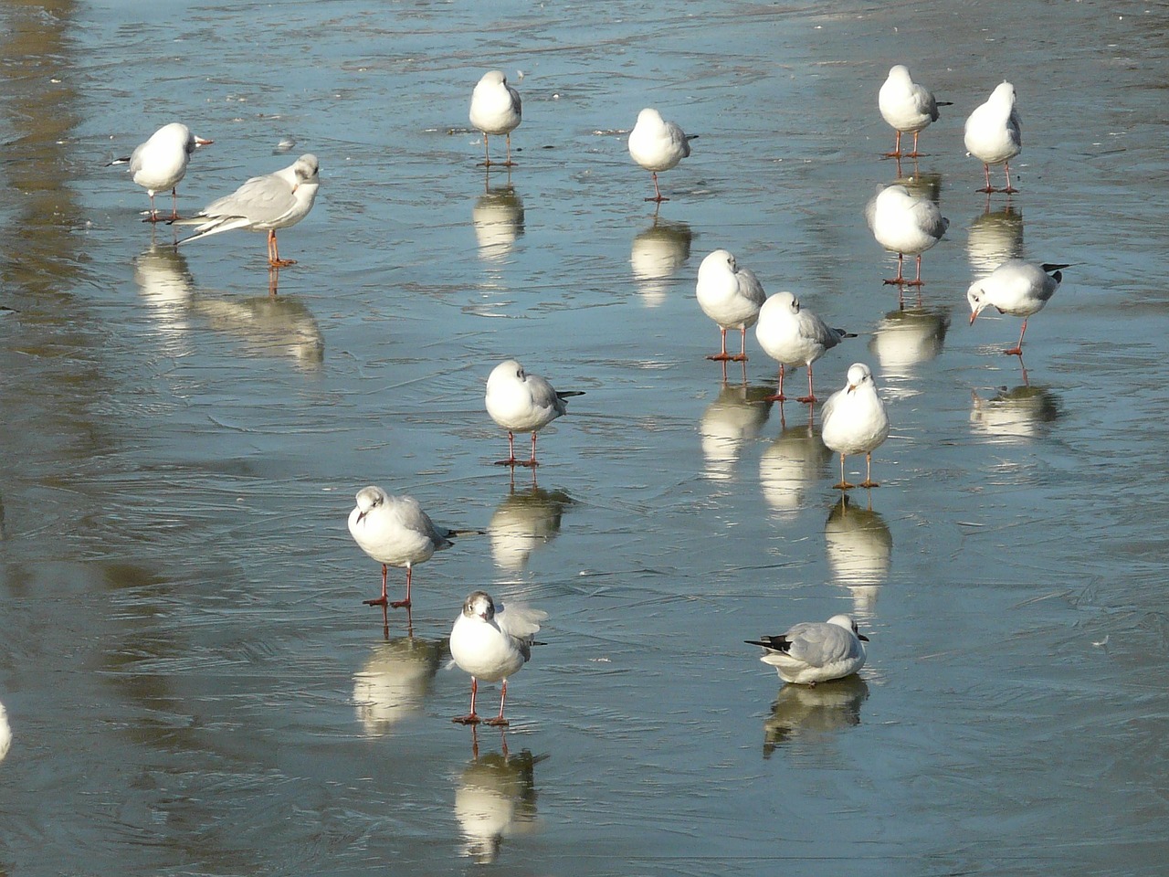 seagull winter ice free photo