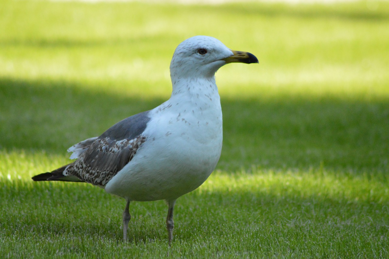 seagull  bird  nature free photo