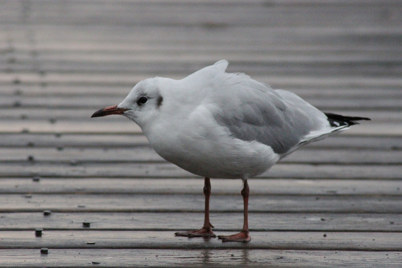 seagull  web  wind free photo