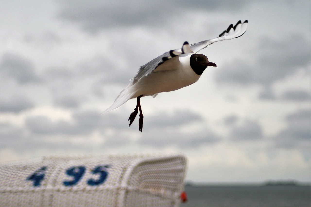 seagull  flight  flying free photo