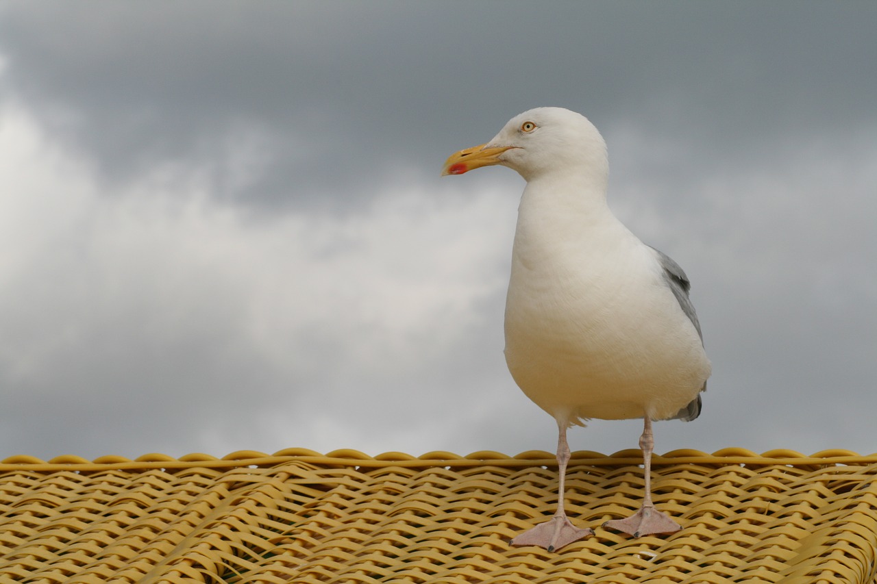 seagull  beach chair  beach free photo