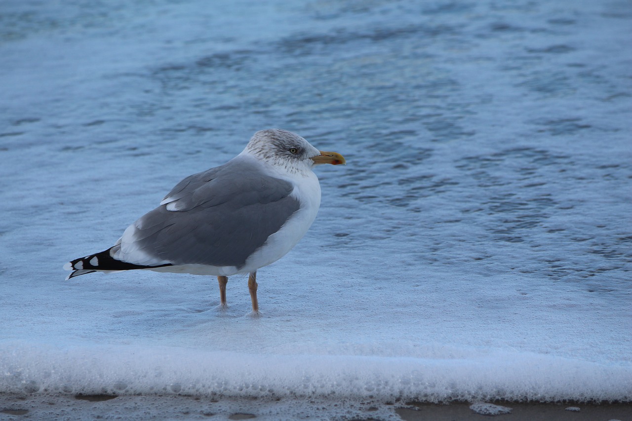 seagull  sea  bird free photo