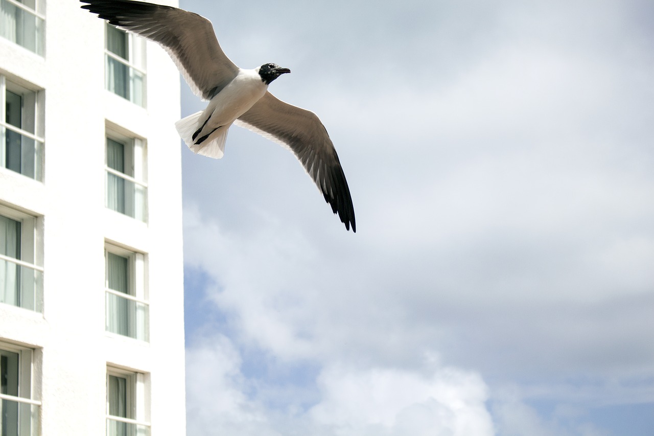 seagull  hotel  costa free photo