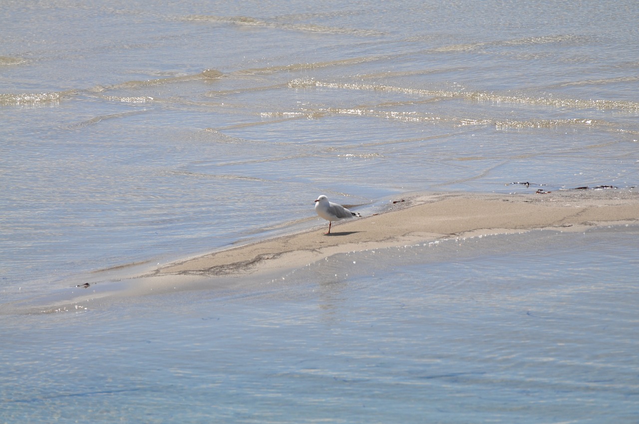 seagull  bird  animal free photo