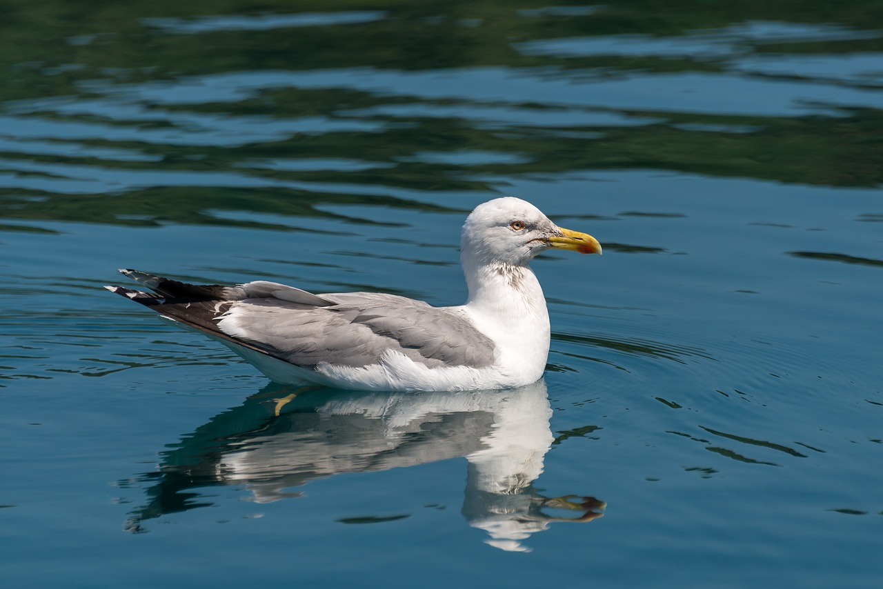 seagull bird nature free photo