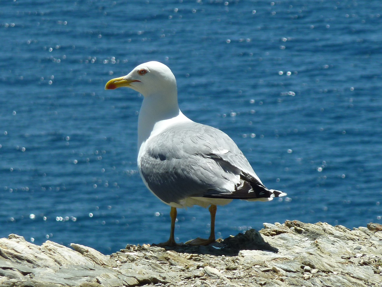 seagull bird sea free photo