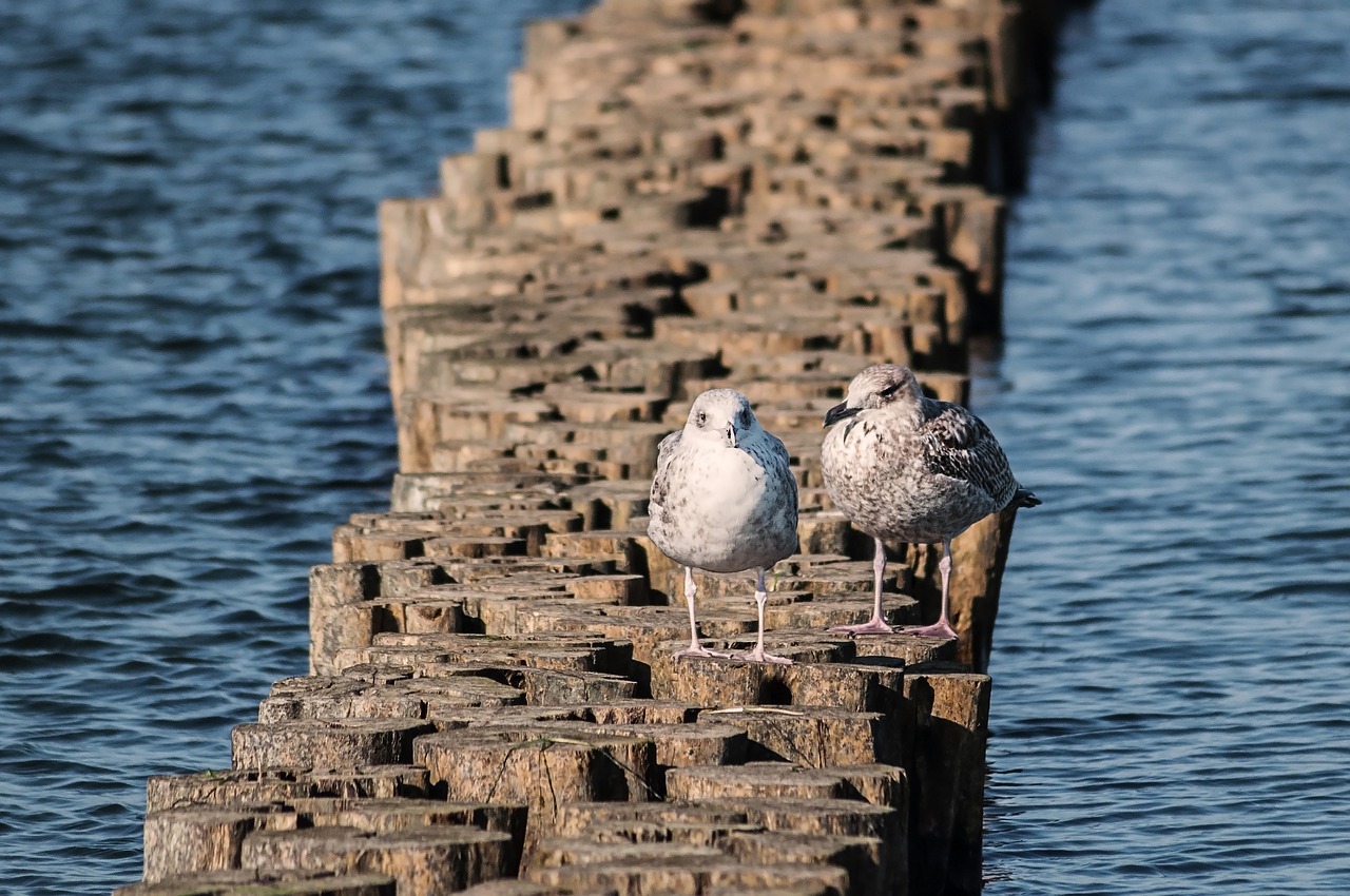 seagull  bird  sea free photo