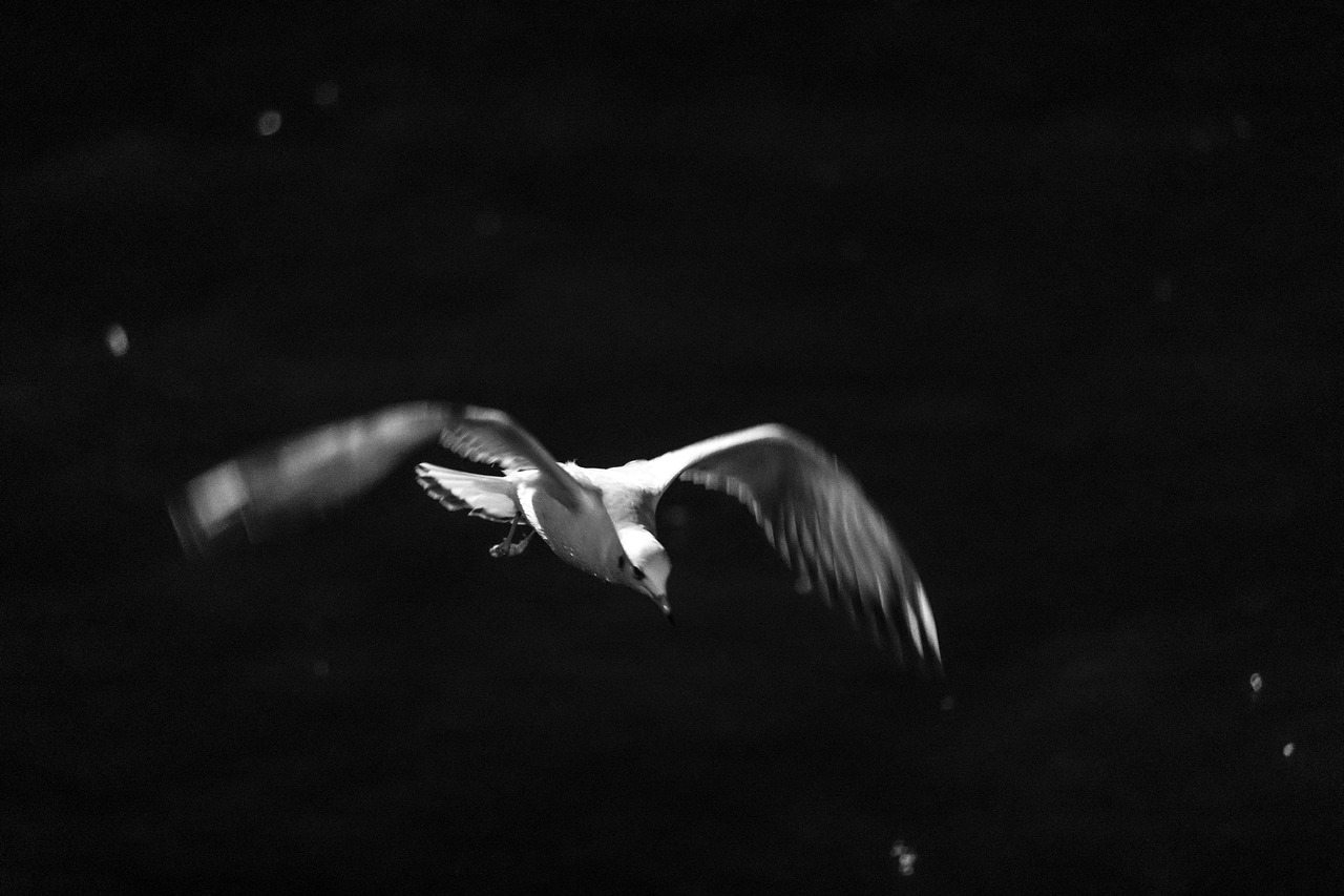 seagull  bird  bosphorus free photo