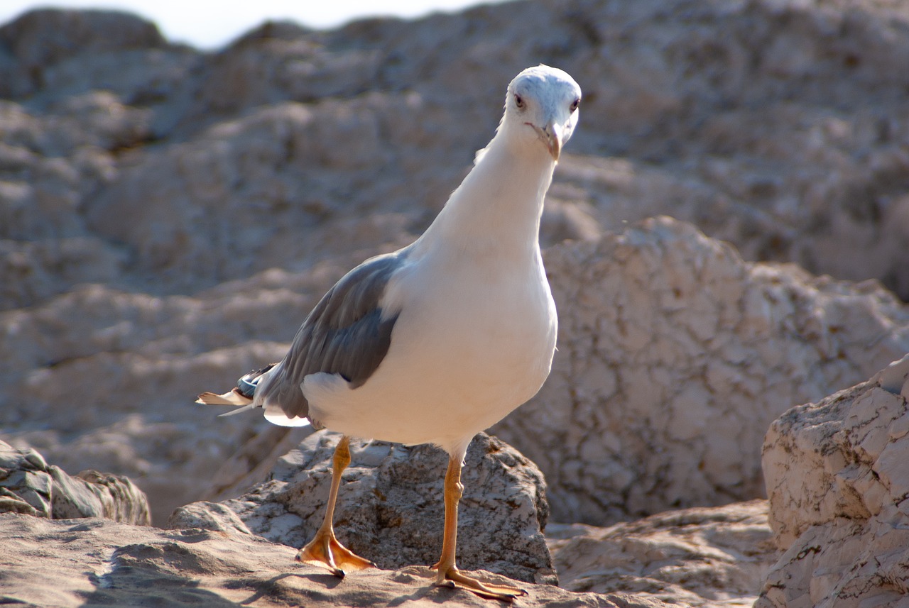 seagull  close up  animal free photo