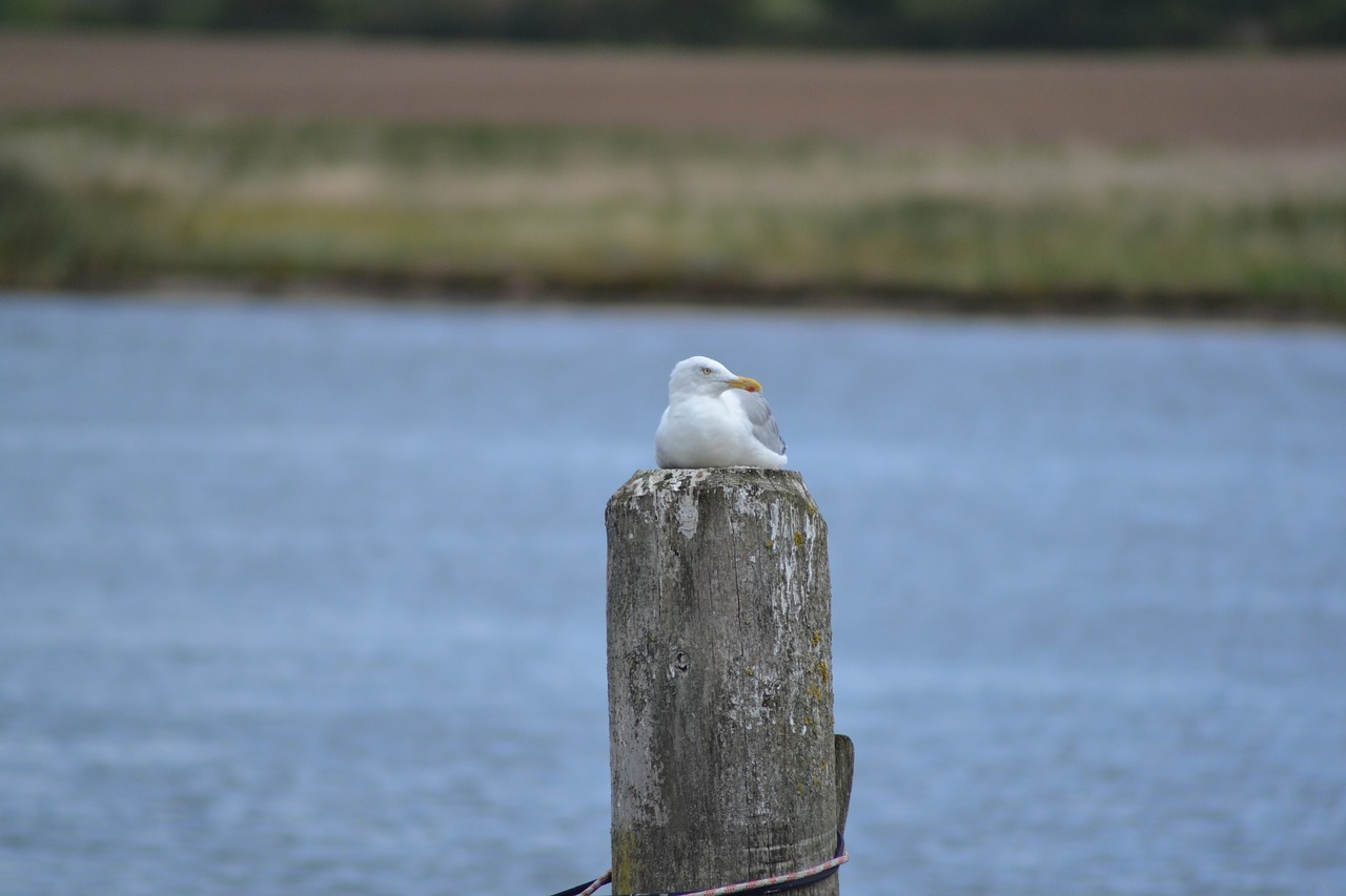 seagull  water  nature free photo