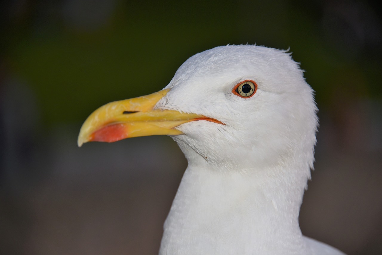 seagull  bird  sea ​​bird free photo