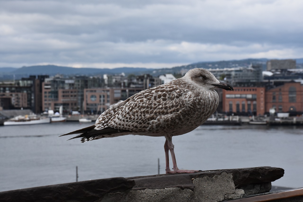 seagull  oslo  city from above free photo