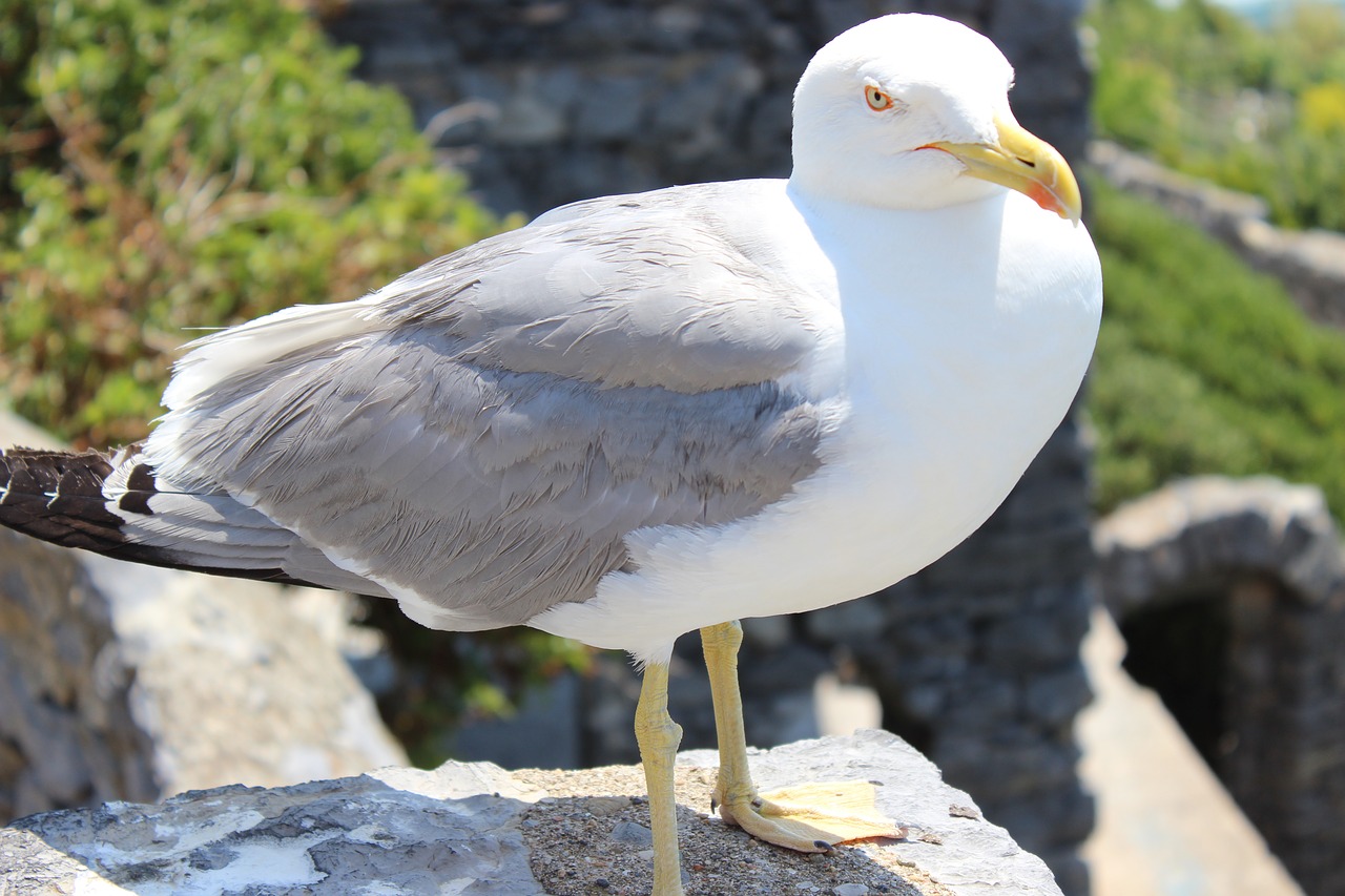 seagull  animal  bird free photo